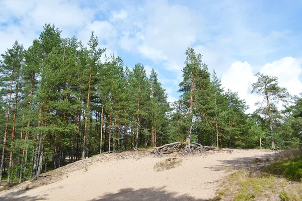 Kiefernwald. — Stockfoto