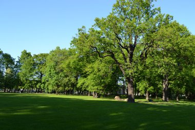 Mihailovsky bahçesi.