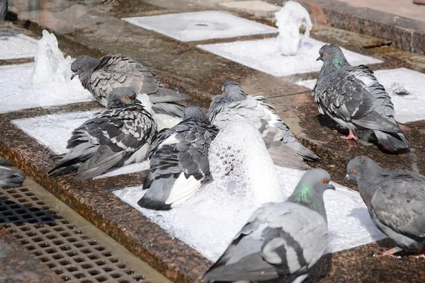 Pigeons bathe in the fountain. — Stock Photo, Image