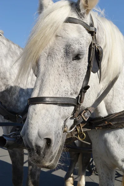 Porträt eines Pferdes — Stockfoto