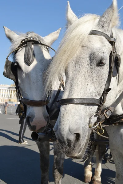 Dois cavalos. . — Fotografia de Stock