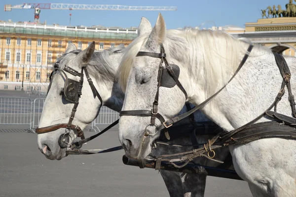 Zwei Pferde. — Stockfoto
