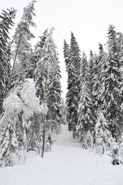 Floresta de Inverno. — Fotografia de Stock