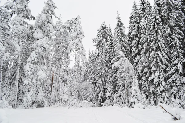 Vinterskog. — Stockfoto