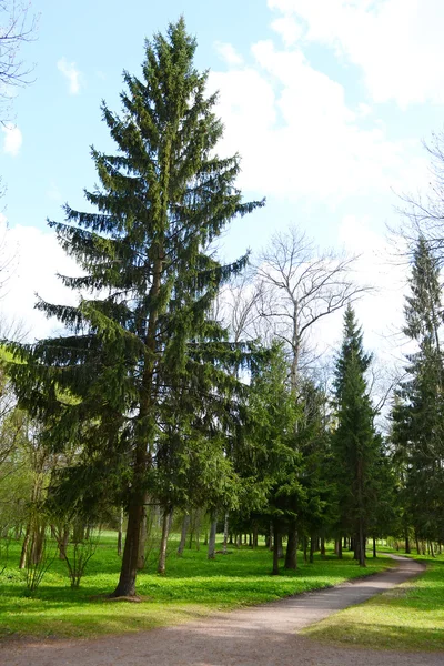 Parque Alexandrovsky em Tsarskoe Selo . — Fotografia de Stock