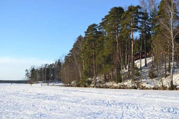 Bosque de invierno. — Foto de Stock