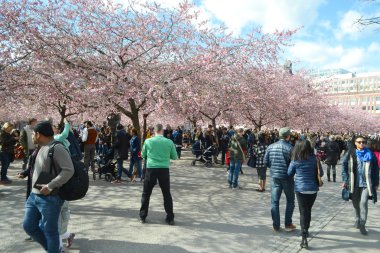 Kungstradgarden kiraz çiçeği.