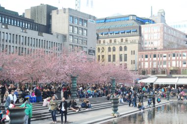 Kungstradgarden kiraz çiçeği.