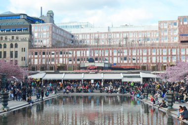 Kungstradgarden kiraz çiçeği.