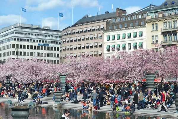 Cherry blossom in Kungstradgarden. — Stock Photo, Image