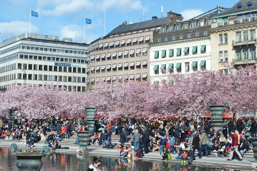Körsbärsblom i Kungsträdgården. Redaktionell stockfoto © konstsem