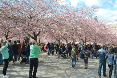 Kungstradgarden kiraz çiçeği.