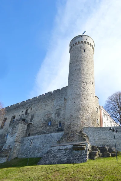 Torre Pikk Hermann em Tallinn . — Fotografia de Stock