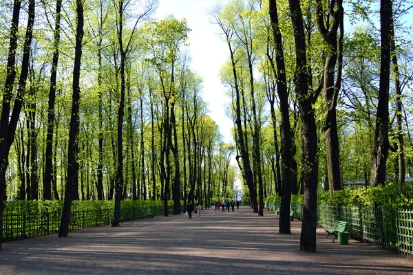 サンクトペテルブルグの公園の夏の庭. — ストック写真