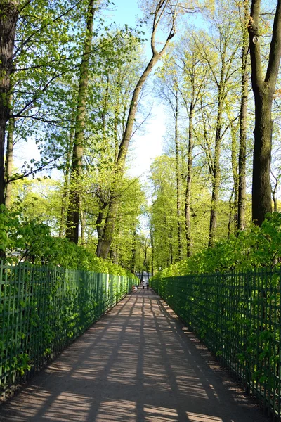 Gasse im Park Sommergarten. — Stockfoto