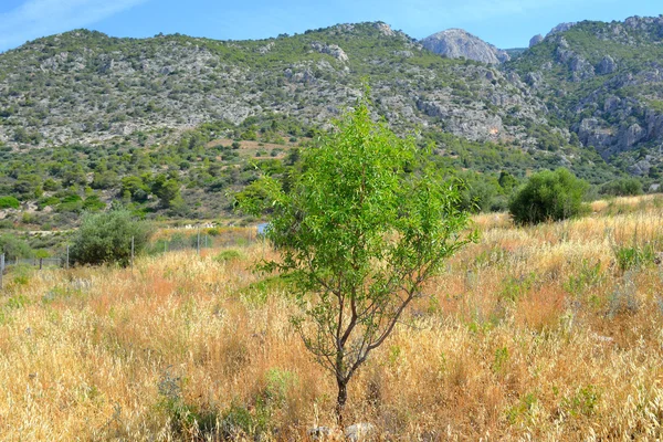 Літній краєвид в Греції. — стокове фото