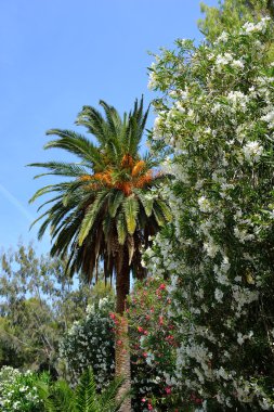 Yaz peyzaj, Yunanistan.