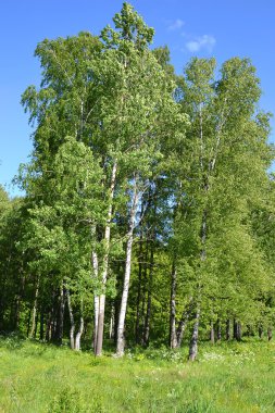 Yaz ormanındaki ağaçlar.