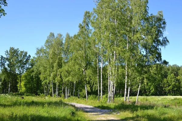 Stromy v letním lese. — Stock fotografie