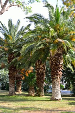 Yaz peyzaj, Yunanistan.