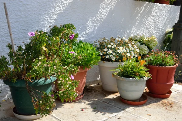 Blumen in Töpfen. — Stockfoto