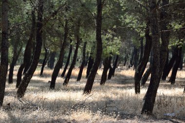 Yaz peyzaj, Yunanistan.