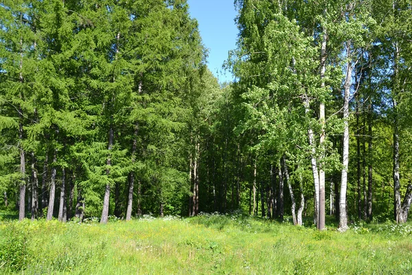 Fák a nyári erdőben. — Stock Fotó