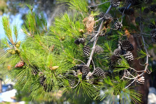 Pine bakgrund. — Stockfoto