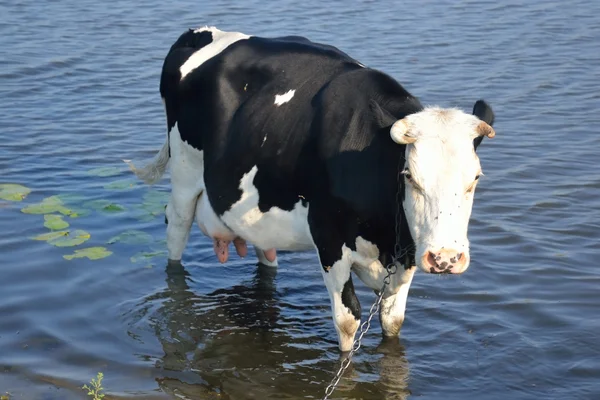 Vaca en el río. — Foto de Stock