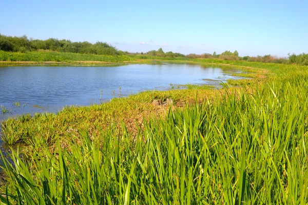 River at sunny day. — Stock Photo, Image