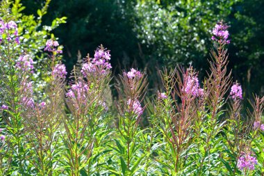 bir çayırda çiçek açan sally çiçekler.