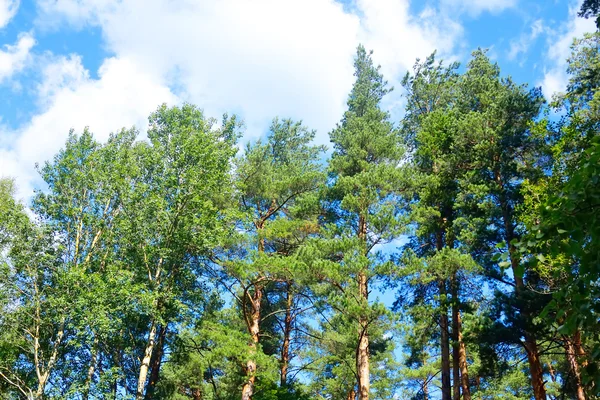 Bosque de pinos en verano . — Foto de Stock