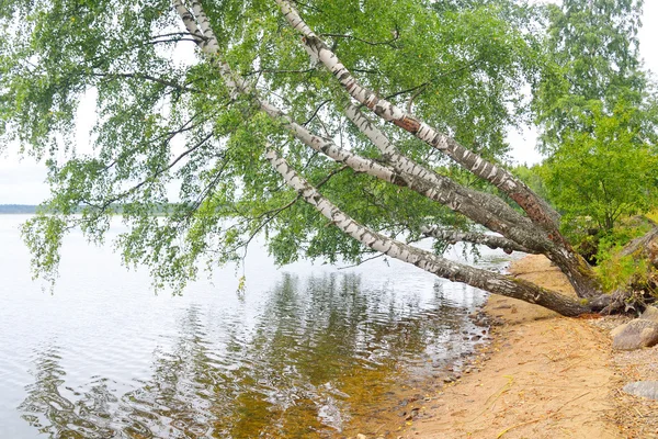 La riva del lago. — Foto Stock