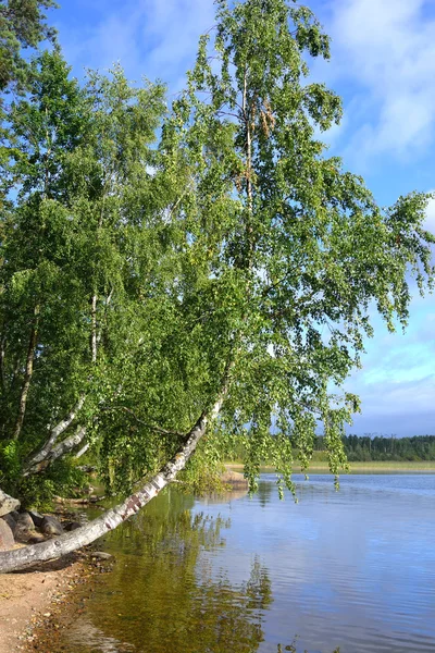 Göl kıyısında huş ağacı. — Stok fotoğraf