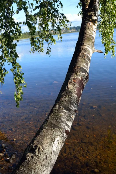 Betulla sulla riva del lago . — Foto Stock