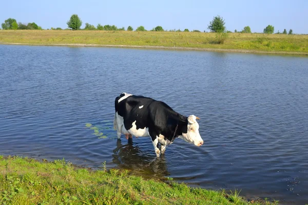 Vaca en el río. — Foto de Stock