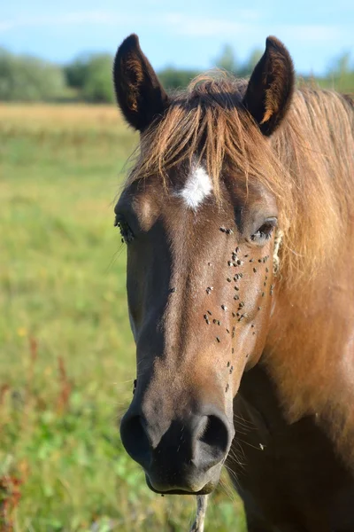 Retrato de um cavalo. — Fotografia de Stock