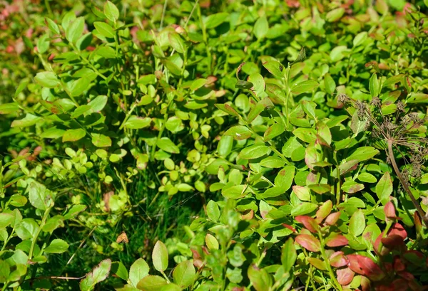 Bush blueberries. — Stock Photo, Image