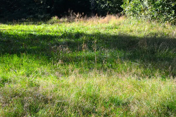 Glade dans la forêt en été . — Photo