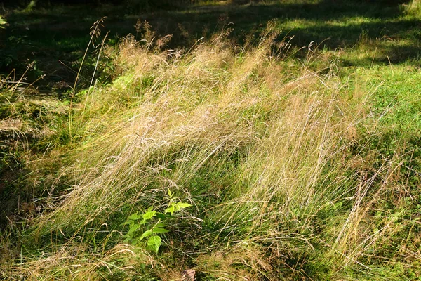 Glade dans la forêt en été . — Photo