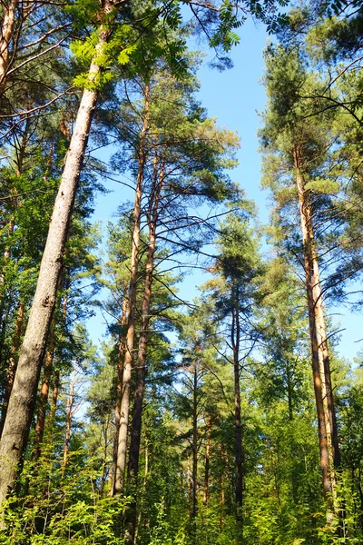 Bosque de pinos en verano . — Foto de Stock