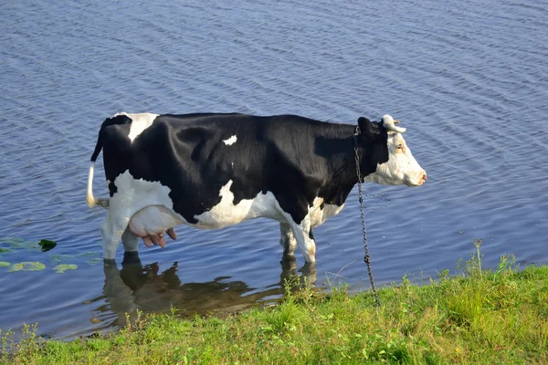 Krowa w rzece. — Zdjęcie stockowe