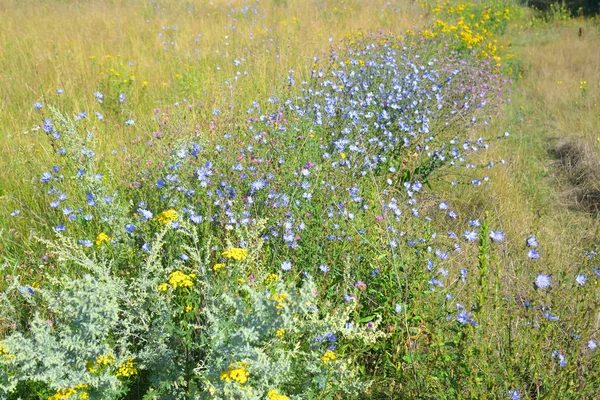 Sommerfeld mit wilden Blumen. — Stockfoto