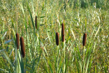 bulrush bitkiler.