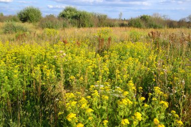 Yaz alanı ile kır çiçekleri.
