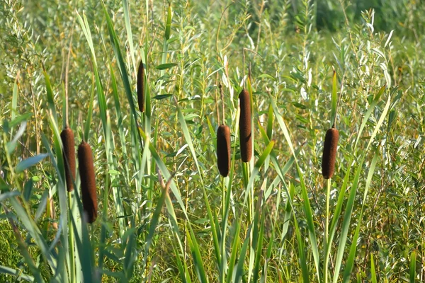 bulrush bitkiler.