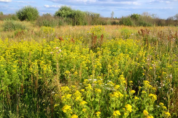Yaz alanı ile kır çiçekleri.
