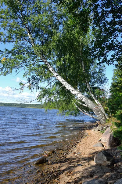 Das Ufer des Sees. — Stockfoto