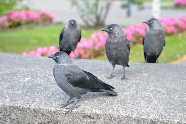 Vários corvos . — Fotografia de Stock