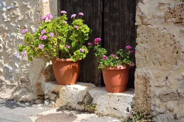 Blommor i krukor. — Stockfoto